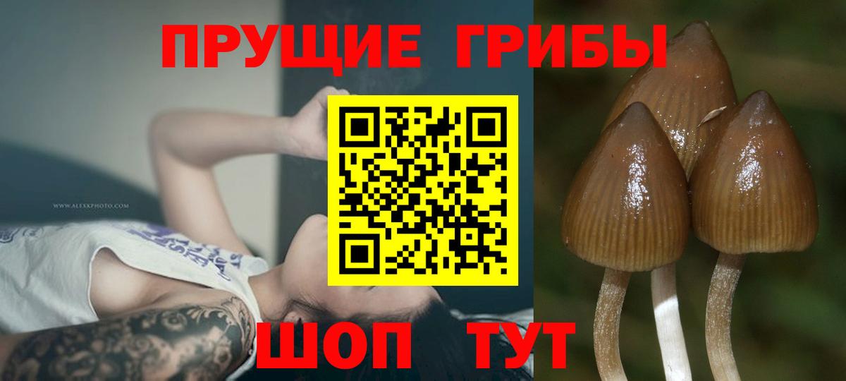 Псилоцибиновые грибы прущие грибы  Вход с VPN  Кохма 
