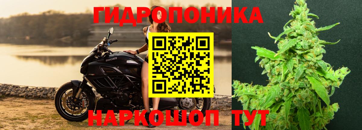 Канабис Bruce Banner Кохма